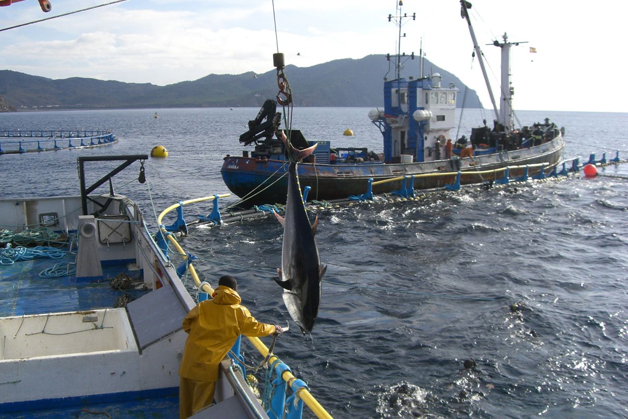 天然の海につくった巨大な生簀にマグロを放ち、産卵させた後、数を増やしながら必要に応じて獲る“マグロの備蓄”