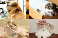 SNSの超人気ねこが集結の『ねこ休み展』、新作を交えて静岡と滋賀に初上陸