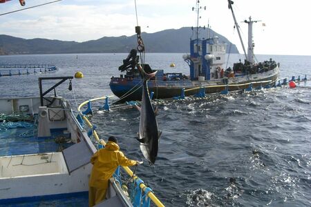 天然の海につくった巨大な生簀にマグロを放ち、産卵させた後、数を増やしながら必要に応じて獲る“マグロの備蓄”