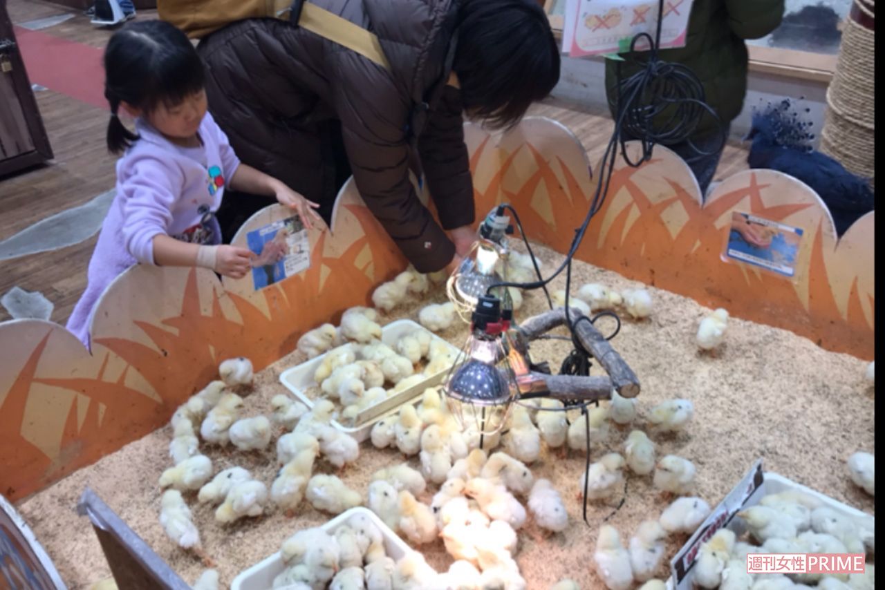 めっちゃさわれる動物園で人気のひよことのふれあいスペース