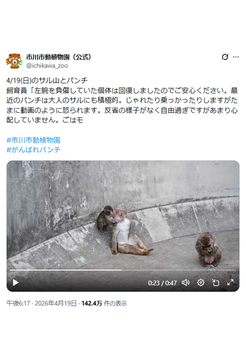 嫌がられるパンチくん（市川市動植物園公式Xより）