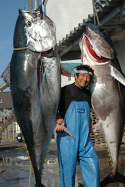 運がよければ超ビッグなマグロを釣り上げる瞬間を目撃できる!