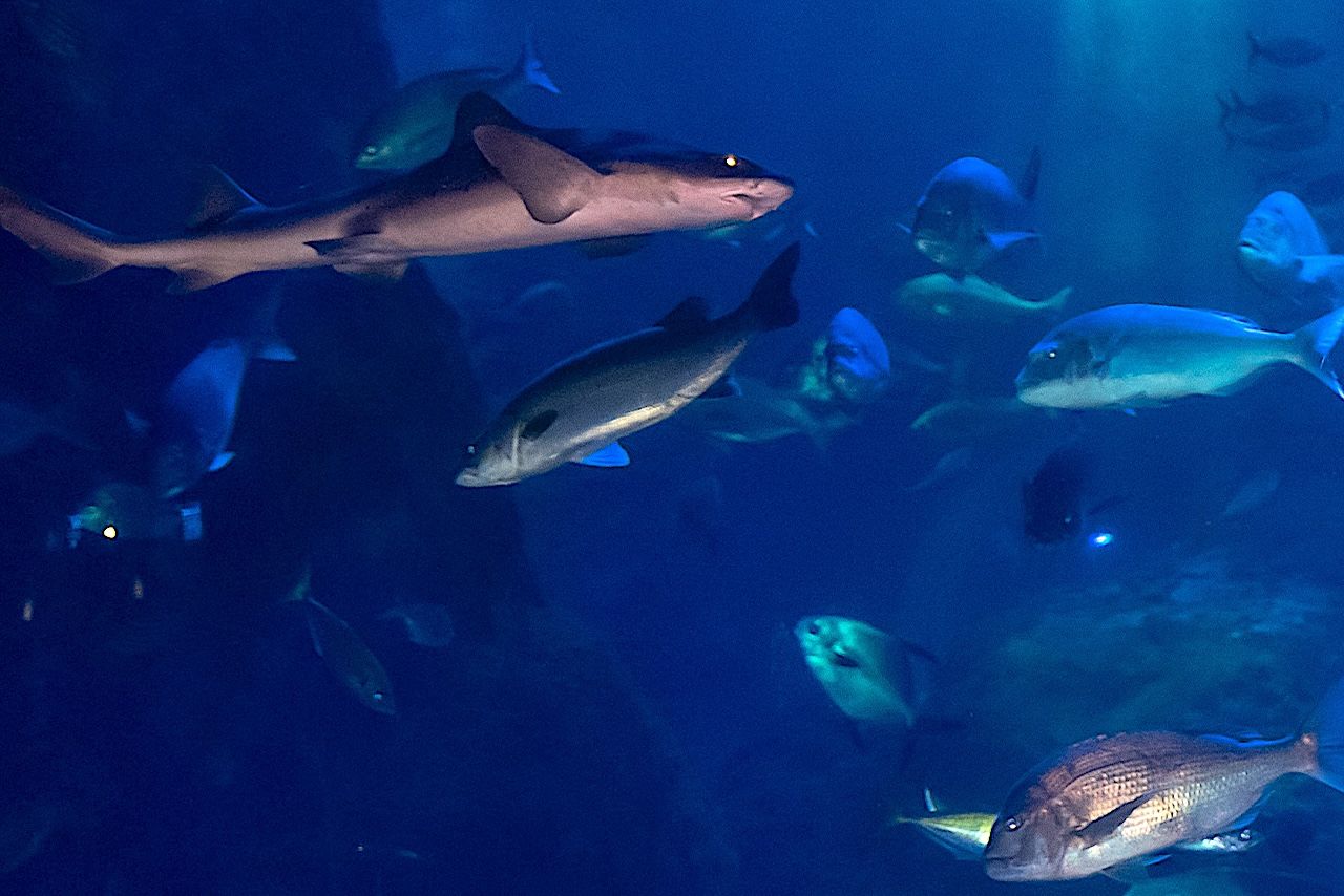 水族館（写真はイメージです）