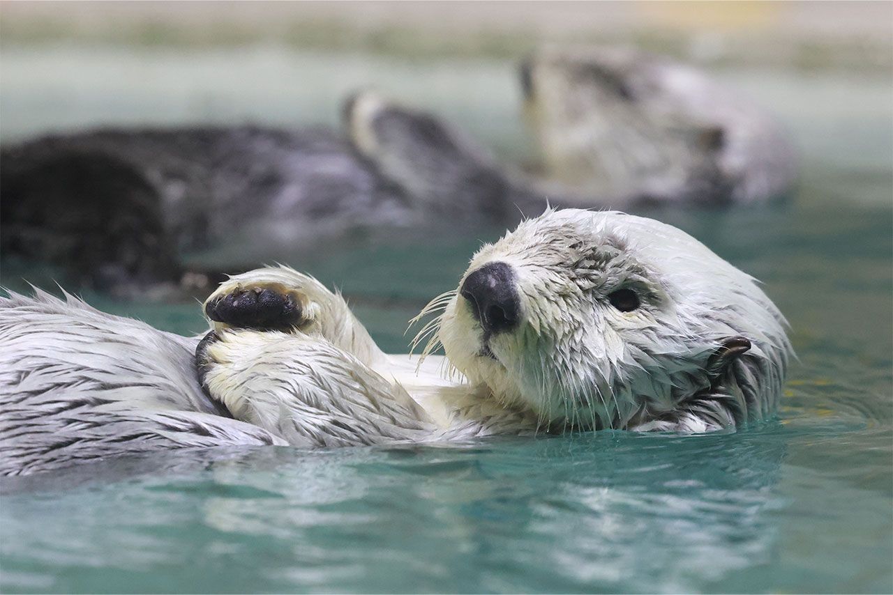 8月1日、愛子さまが訪問された鳥羽水族館のラッコ