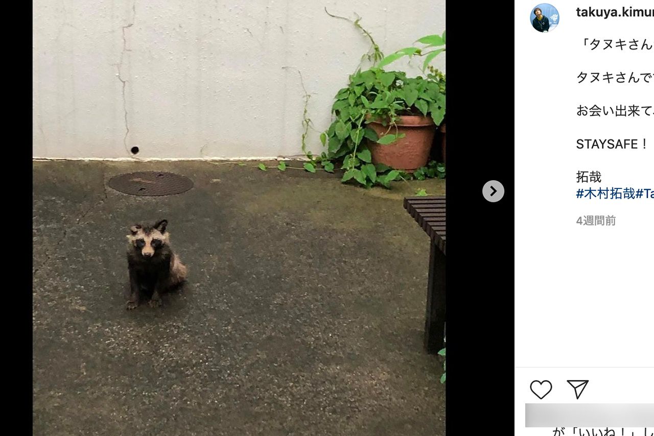 3月5日、住宅街に出没した“タヌキ”（@takuya.kimura_takより）