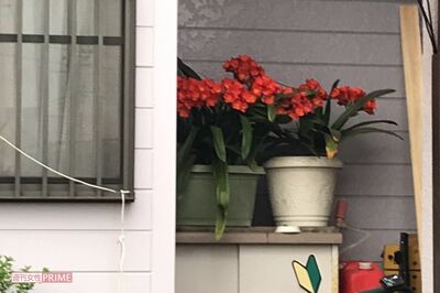 鈴木容疑者宅には、愛情をこめて育てた花がきれいに咲いていた