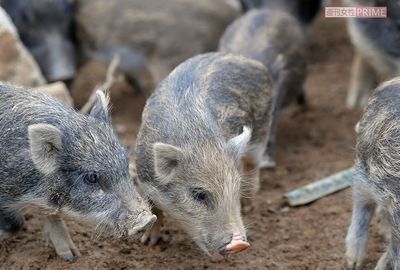 うり坊とのハグはインスタ映え&癒され三昧! “イノシシのユートピア”へいざ参らん♪