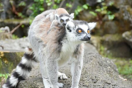 伊豆シャボテン公園　ママの背中にしっかりくっついたワオキツネザルの赤ちゃん