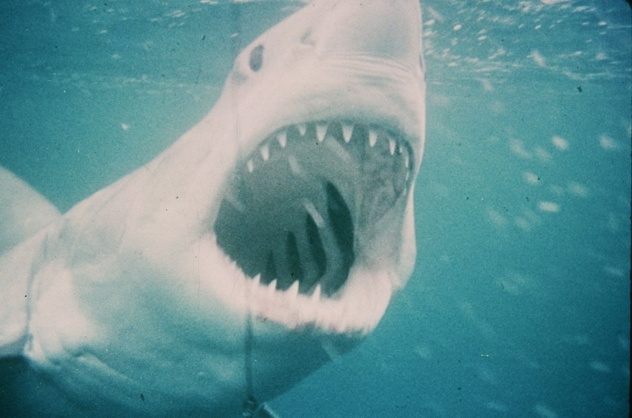 サメ映画の金字塔『ジョーズ』（c）1975 Universal City Studios, Inc. All Rights Reserved.