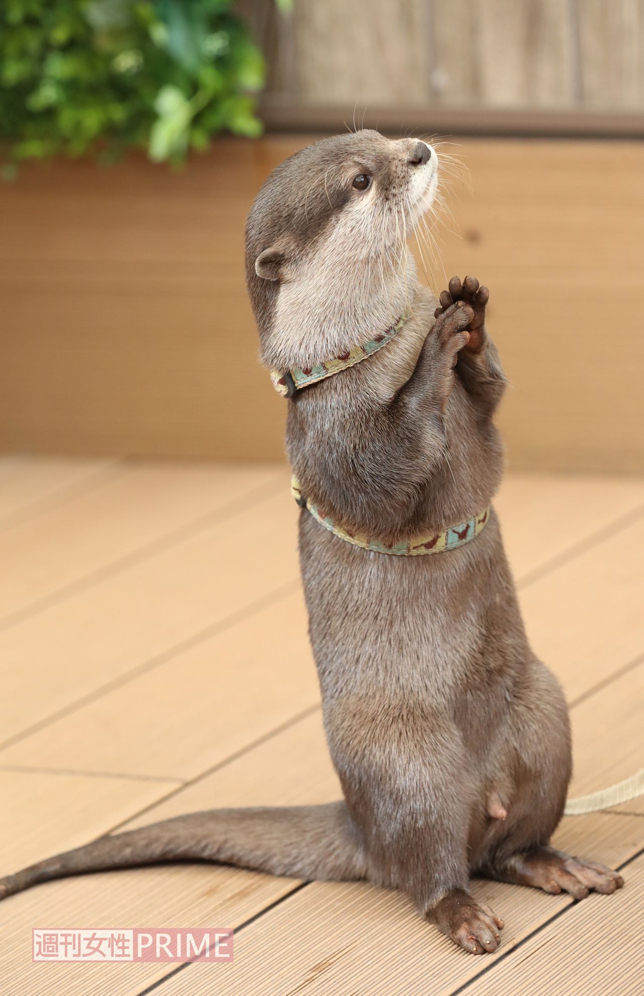 サンシャイン水族館のカワウソ・やまと　撮影／吉岡竜紀