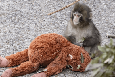 《市川市動植物園》子ザルのパンチくん、母親代わり“オランママ”への愛が「#がんばれパンチ」海外メディ…