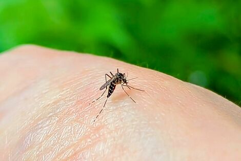 【知って楽しい雑学】蚊に刺される人の共通点は「呼吸が荒い」「体温が高い」？梅雨に広がるヘア対策も