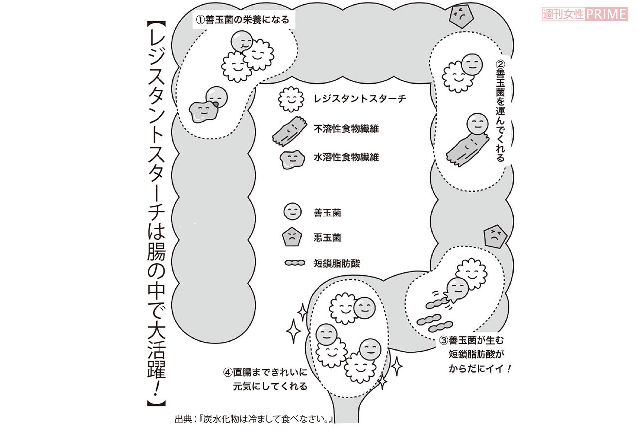 【レジスタントスターチは腸の中で大活躍！】