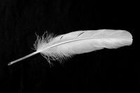 今井翼、事務所への不満で関係悪化!?「フリーハンド」の可能性に賭ける