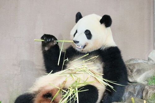 Q.おいしいお顔だ～れだ　F　（撮影／二木繁美）