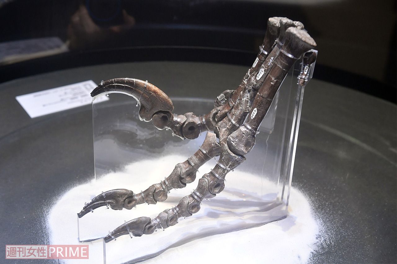 新しく発見された恐竜が新種か否かの比較基準となる、デイノニクスの「ホロタイプ標本」。世界にひとつしかない貴重な資料だ
