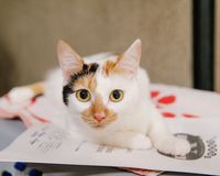 愛猫家・石破茂大臣もデレデレの“にゃーにゃ”に辛い過去