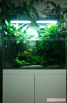 水槽だけで100万円、そして維持費もお高いとか。