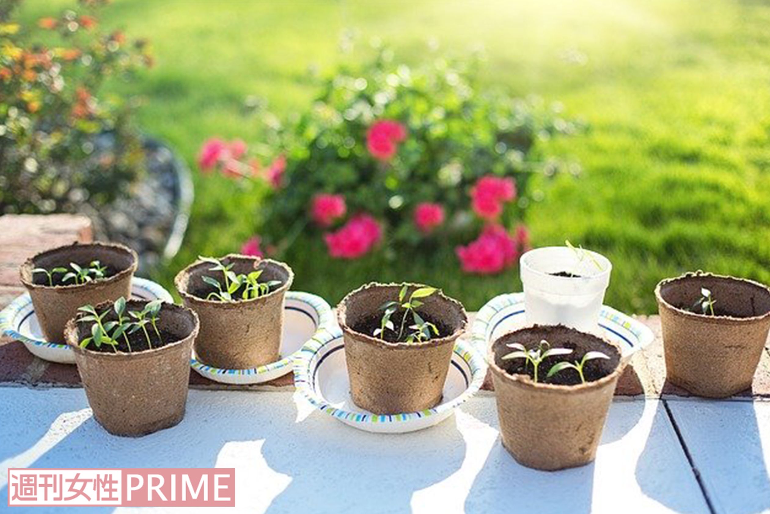植物や野菜を育てたいという新たなユーザーが購入。料理に使えるメリットも（写真はイメージ）