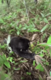 声を出して威嚇したが、母熊が突進してきたという(YouTubeチャンネルより)