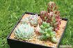 癒し効果抜群!「多肉植物」