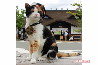 経済効果約11億円をもたらした「たま駅長」、初代の遺志を継いだ猫たちが駅舎を守り続ける