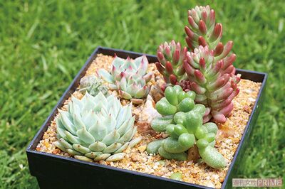 木村拓哉や滝藤賢一もハマる「多肉植物の世界」をイケメン男子がナビゲート♪