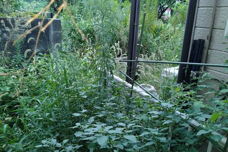 畑仕事に使っていた庭地は雑草で荒れ放題に