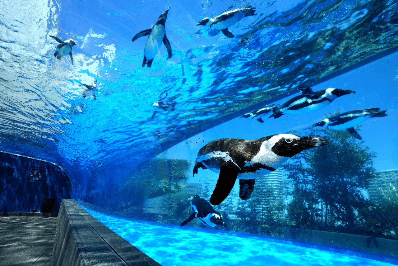 サンシャイン水族館の「天空のペンギン」は大きな話題に!（撮影／矢島泰輔）