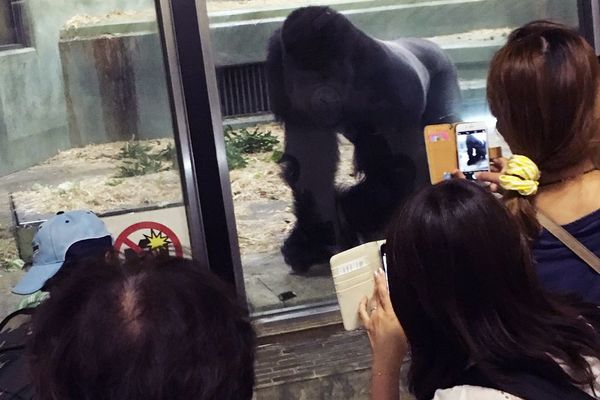 ファンは最前列で動画撮影に夢中！