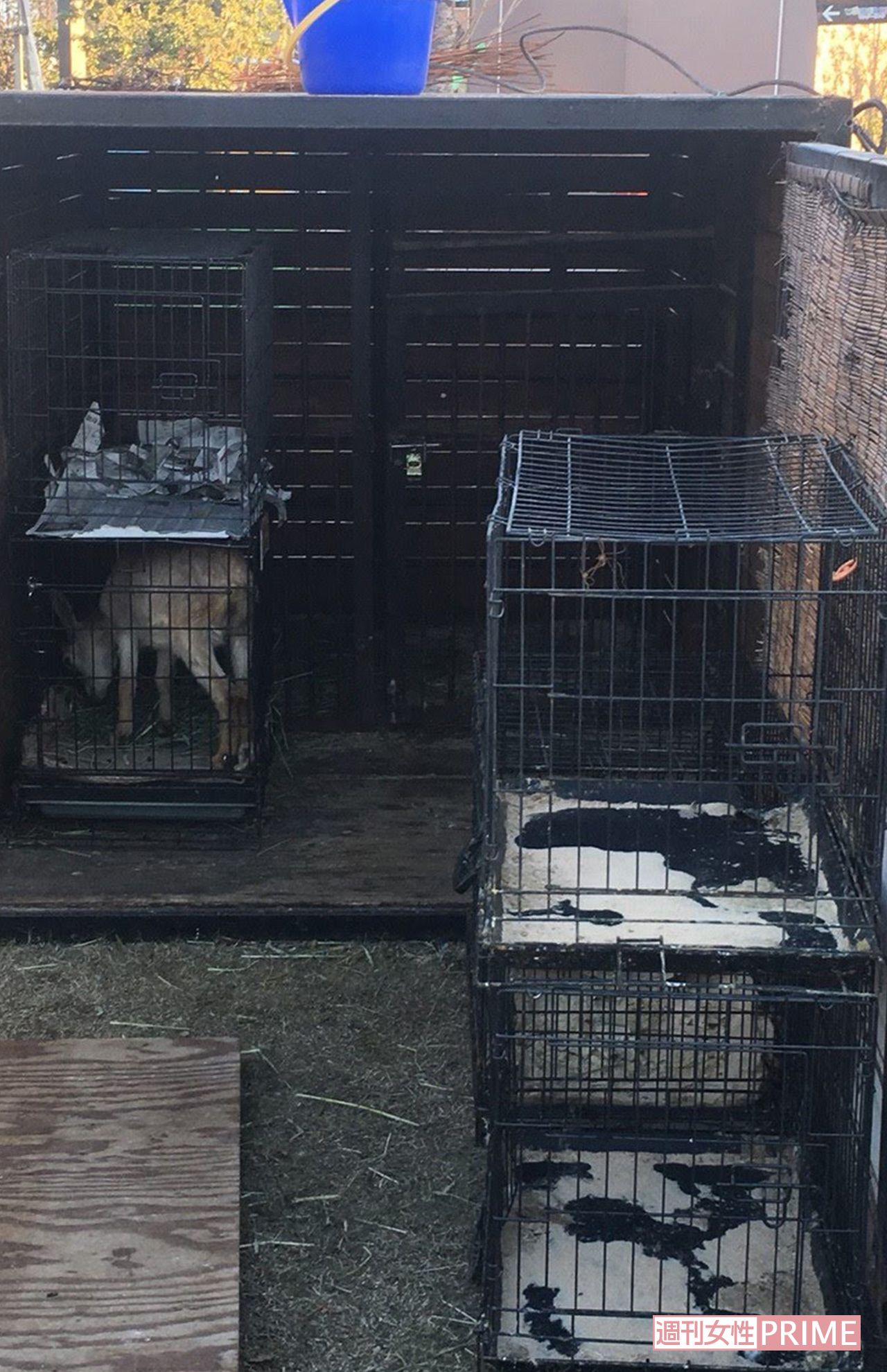 移動動物園のヤギ。展示時間が終了するとケージごとコンテナに入れられ、朝まで出されないという（提供同）