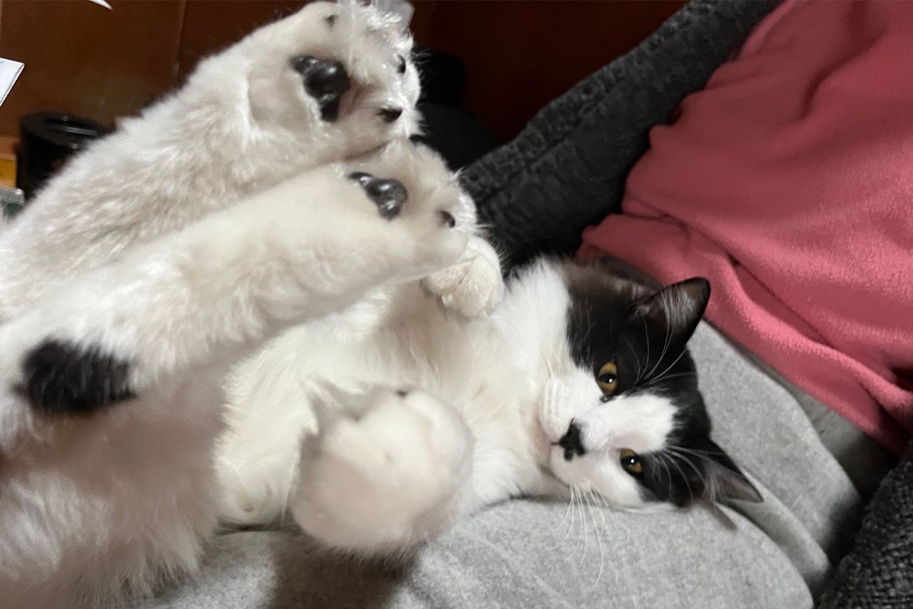 癒しの『猫ぐすり』