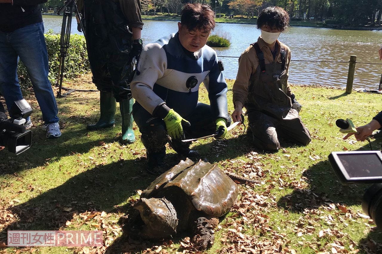 捕獲したワニガメを陸に上げる白輪園長