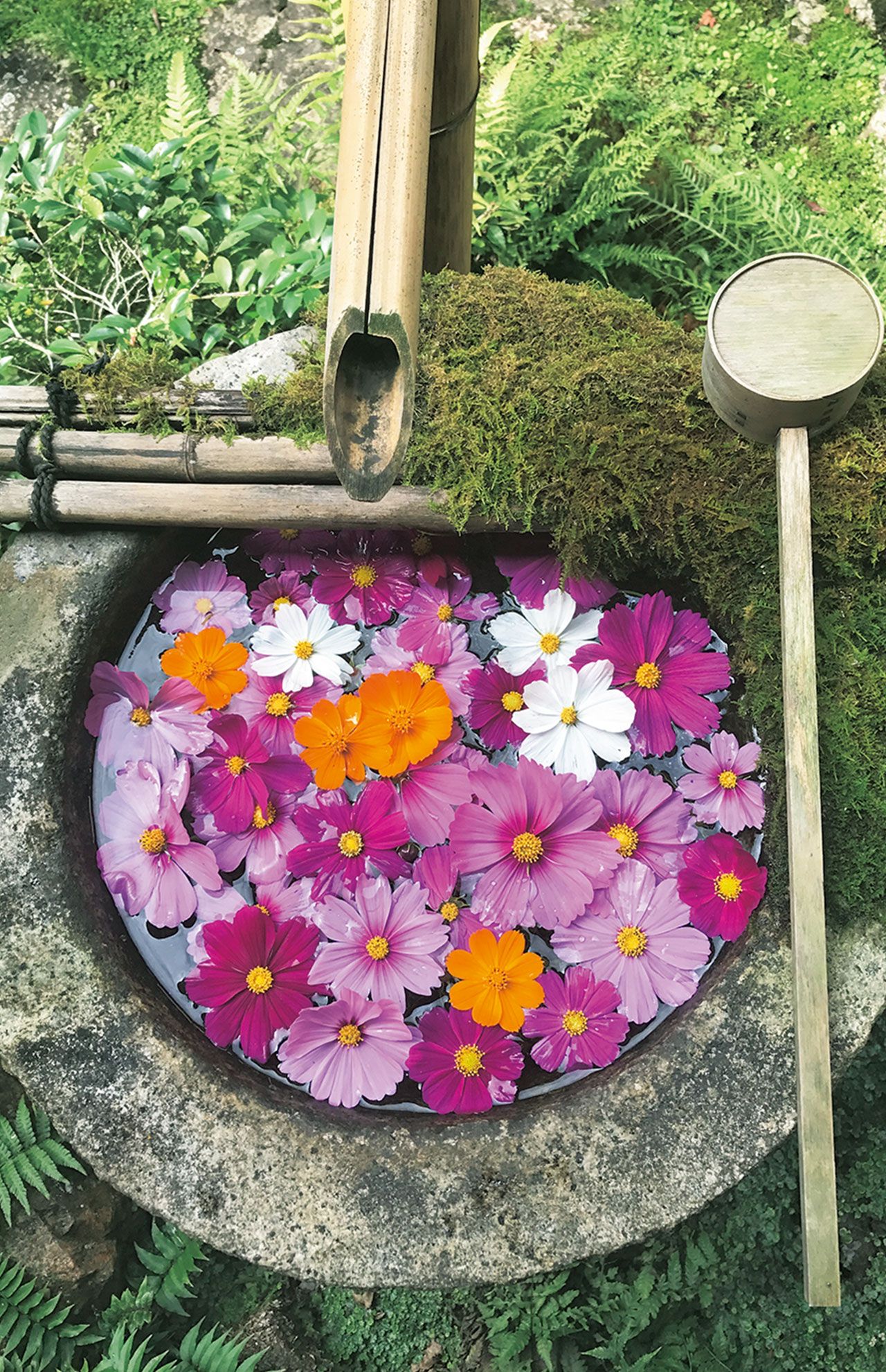 '17年10月。「ウチは山中にあるお寺。秋には休田地にコスモスがたくさん咲くので、もらってきました」