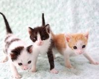 千葉県の名門高校教師、子猫を生き埋めにした驚きの方法