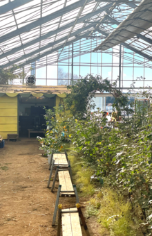 農業と絵本がコラボする場である『きいろいおうちfarm』