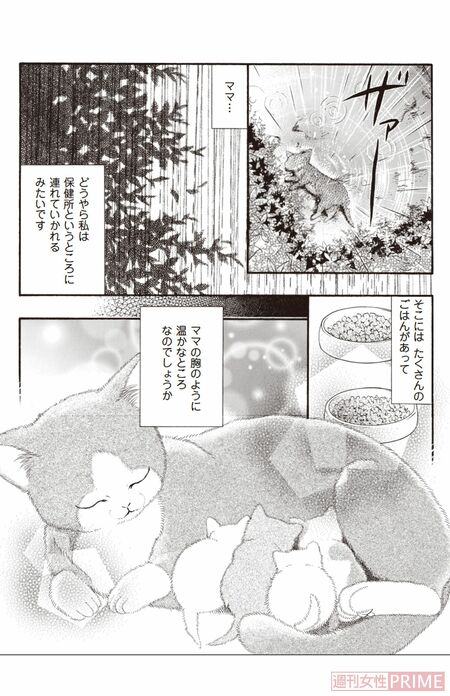 『ペット共生型マンション物語　ハイツ祐天寺へようこそ』（漫画 柏屋コッコ／原作 小林のえ）27ページより