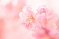 【心理診断】あなたに吹く、この春の「新しい風」って？