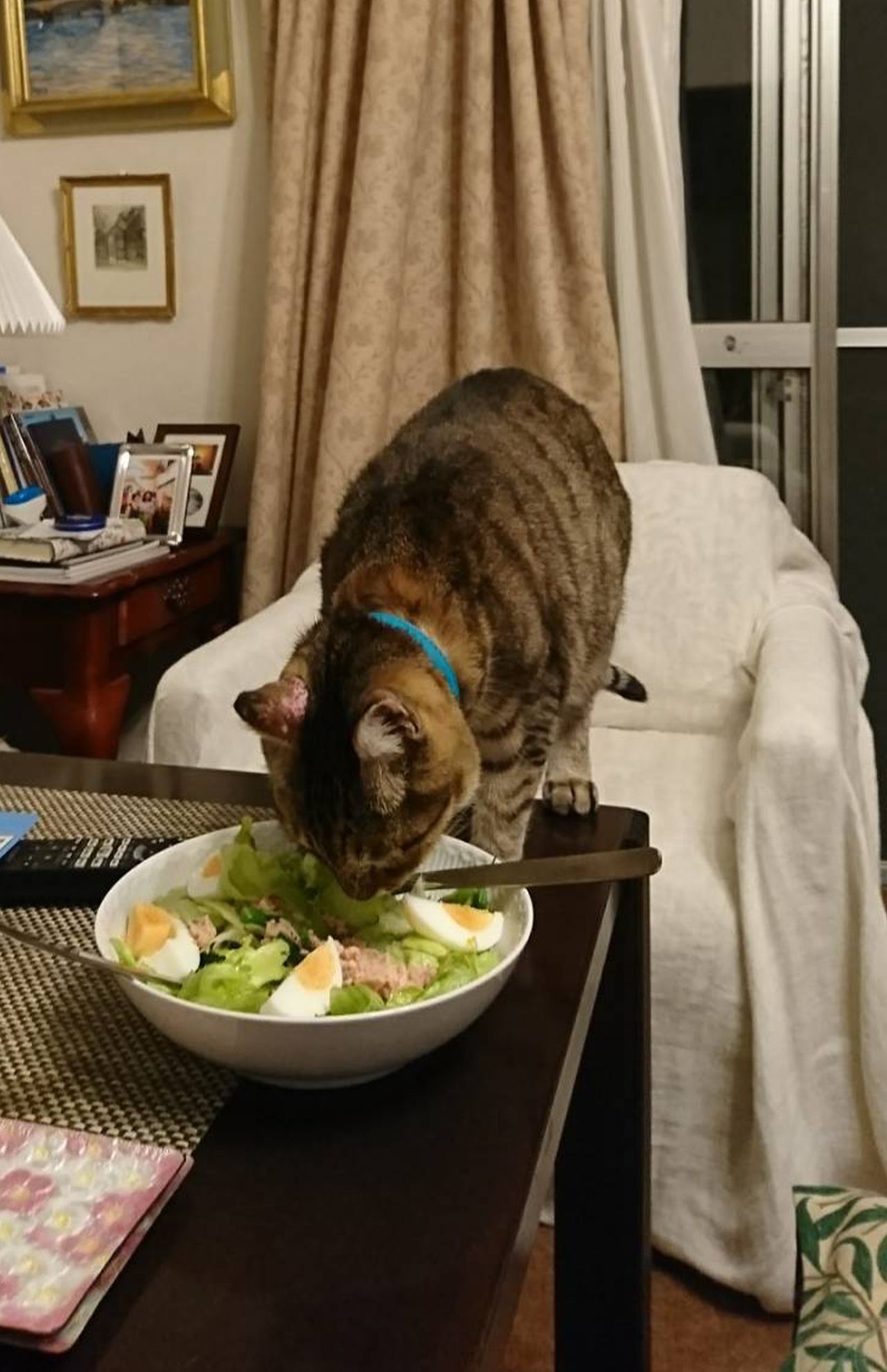 癒しの『猫ぐすり』　画像／飼い主提供