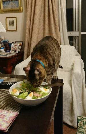 癒しの『猫ぐすり』　画像／飼い主提供