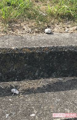 渡邉さんとAさんに投げつけられた小石がまだあちこちに散らばっていた（筆者撮影）