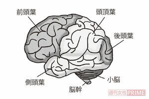 小脳は大脳の下側、後頭部の背骨寄りにある。大脳に次いで2番目に大きい