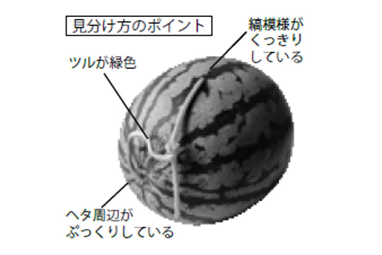 おいしいスイカの見分け方のポイント