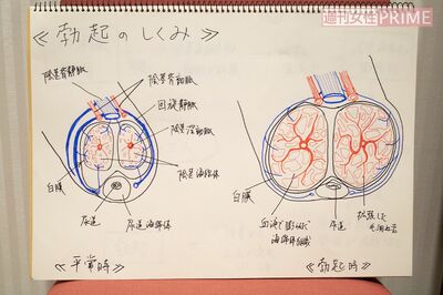 動画内で使用した男性器の断面図のスケッチ。フリップは手書き。イラストは下書きなしだという。医学書のような高いクオリティー　写真／北村史成