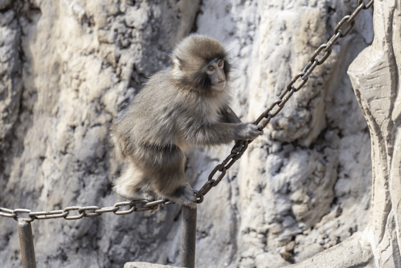 子ザルのパンチくん（写真／読者提供）
