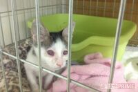 『坂上どうぶつ王国』出演、猫保護団体の“非道”を元関係者が告発！ 疑惑の代表を直撃