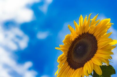 ※画像はイメージです