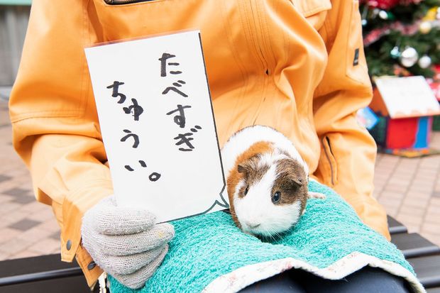 （7）みなさん！　今年は食べすぎに注意です