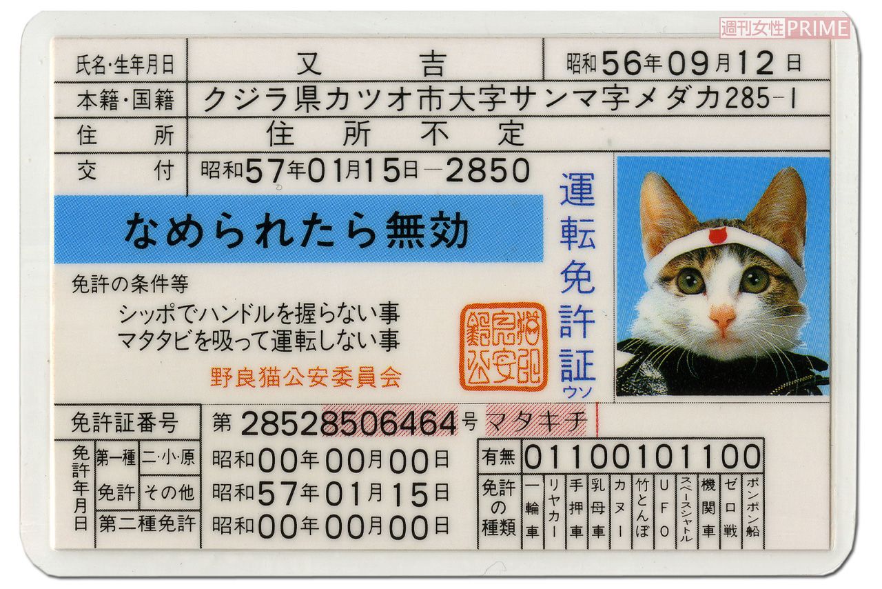 2010年代より復活、ひそかなブームとなっている「なめ猫」