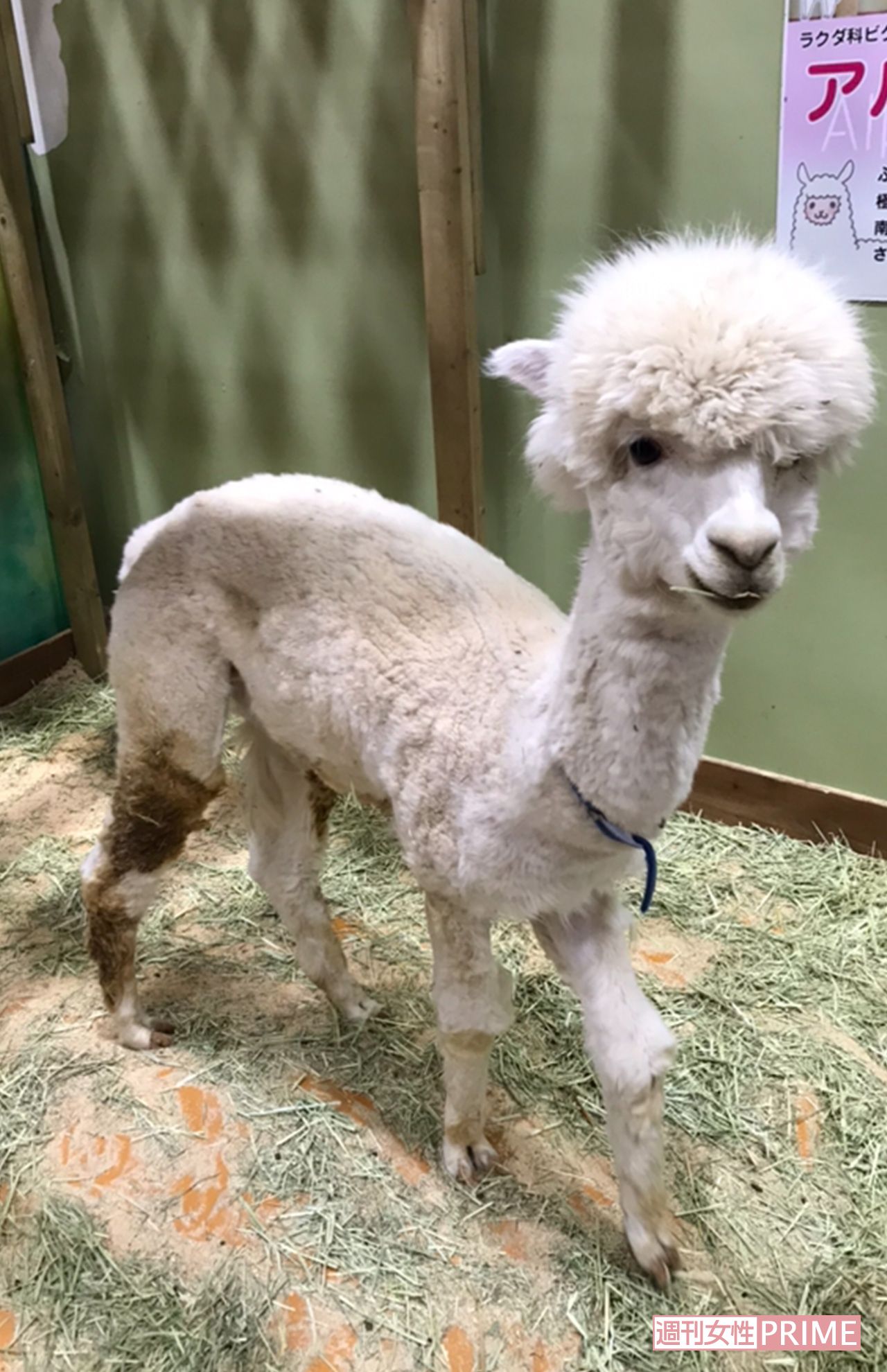 めっちゃさわれる動物園のアルパカ。ケージの中で座り込んだり、行ったり来たりうろうろしていた